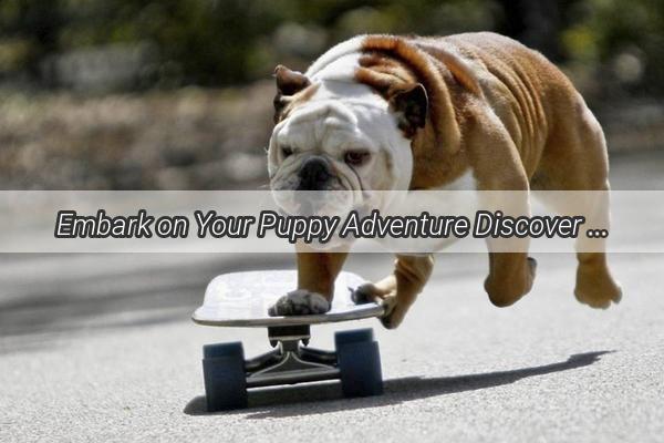 Embark on Your Puppy Adventure Discover the BudgetFriendly Breeds for New Dog Owners